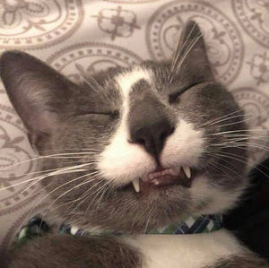 Meet your Posher, Rylea